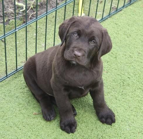 Labrador puppy's choco en zwart op de boerderij geboren, Labrador retriever, Plusieurs, Hépatite contagieuse (maladie de Rubarth)