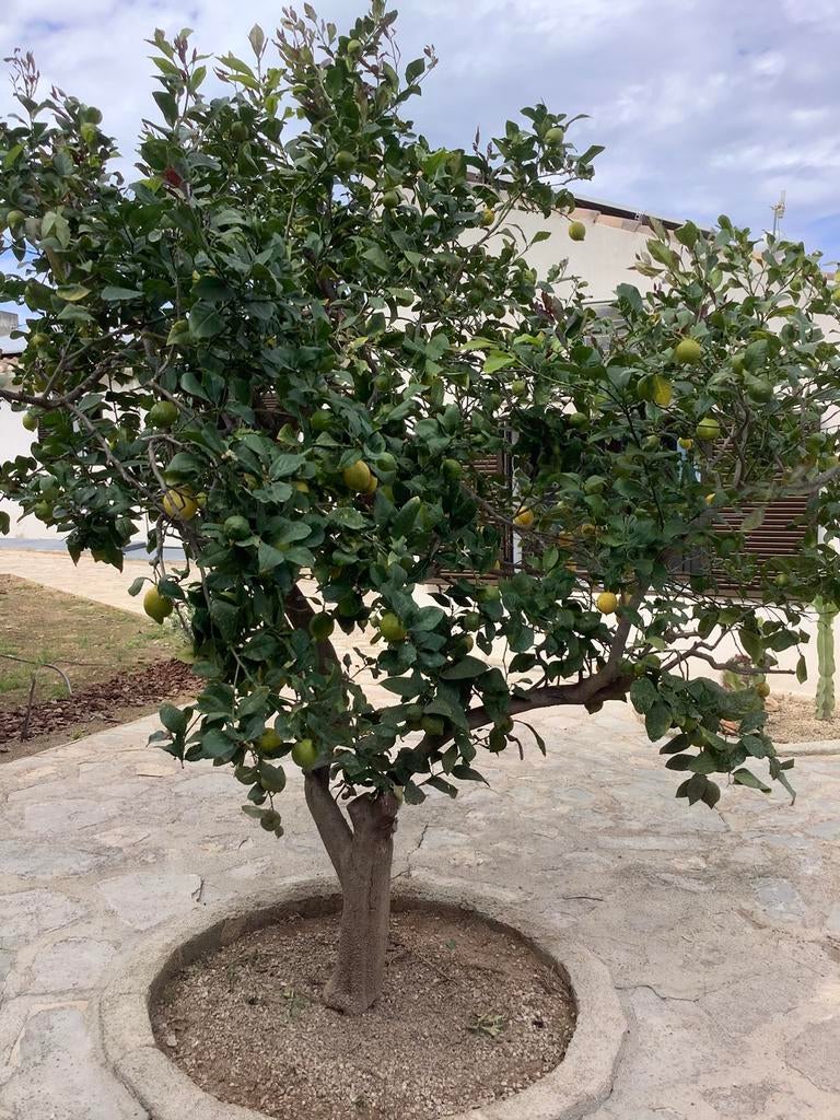 Spanje DENIA Costa Blanca villa met privé zwembad, Vakantie, Vakantiehuizen | Spanje, Costa Blanca, Landhuis of Villa, Overige