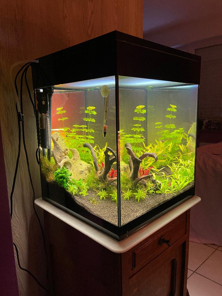 Instapklaar kubus aquarium met planten en 7 mini kogelvisjes, Dieren en Toebehoren, Ophalen of Verzenden, Nieuw, Gevuld zoetwateraquarium