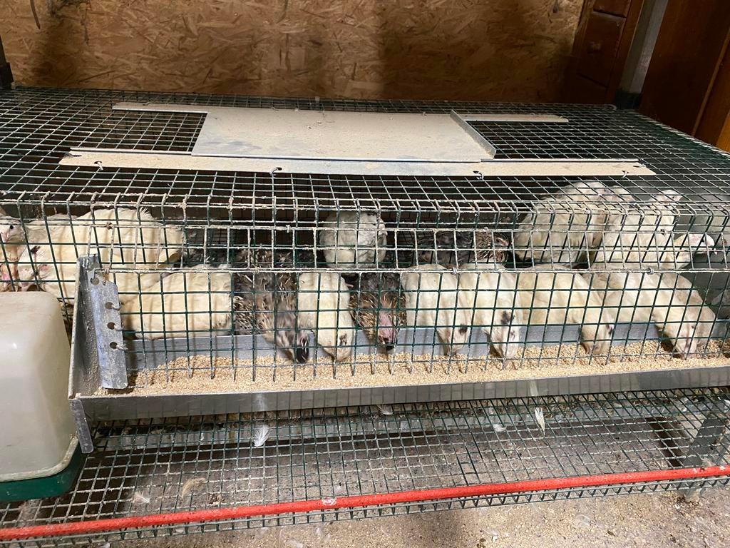 Cailles japonaises, Enlèvement, Neuf