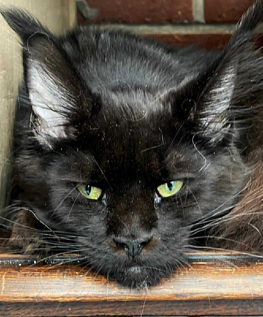 Polydactyl Maine Coon poes met stamboom . Verkovht !, Dieren en Toebehoren, Katten en Kittens | Raskatten | Langhaar, Poes, Met stamboom