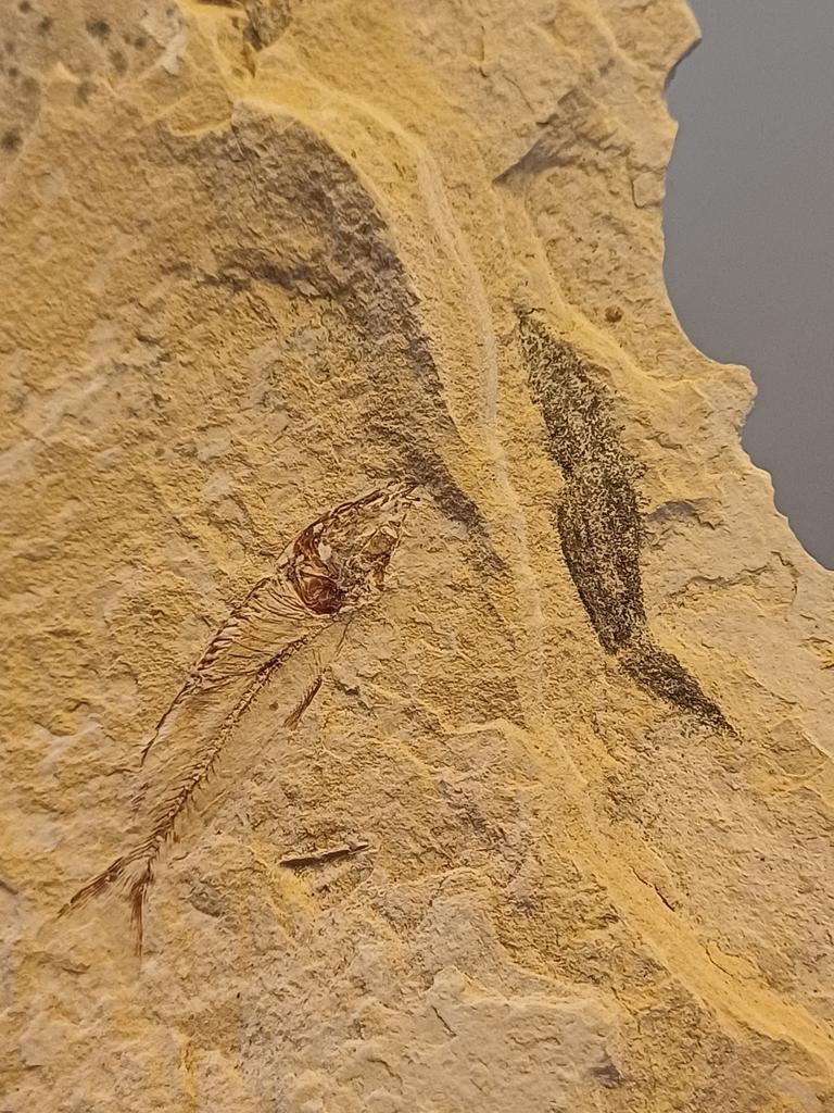 Poissons fossiles de l'Utah - Formation de Green River - Éta, Enlèvement ou Envoi, Fossile