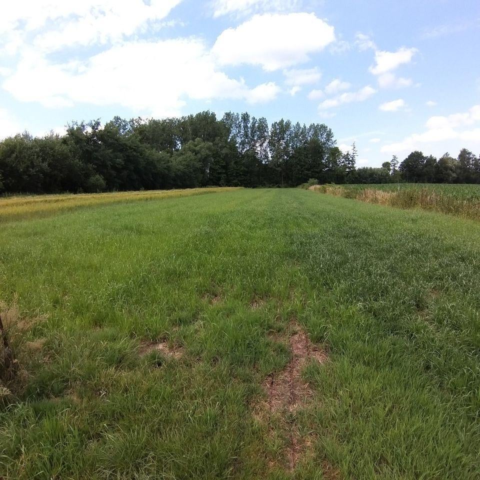 Weide te huur - De Kwakkels (Tielen), Dieren en Toebehoren, Stalling en Weidegang, Weidegang, 2 of 3 paarden of pony's