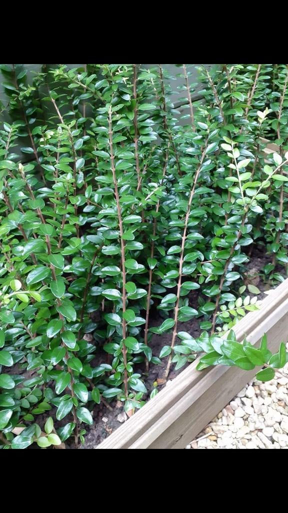 Japanse hulst, Tuin en Terras, Ophalen of Verzenden, Buxus