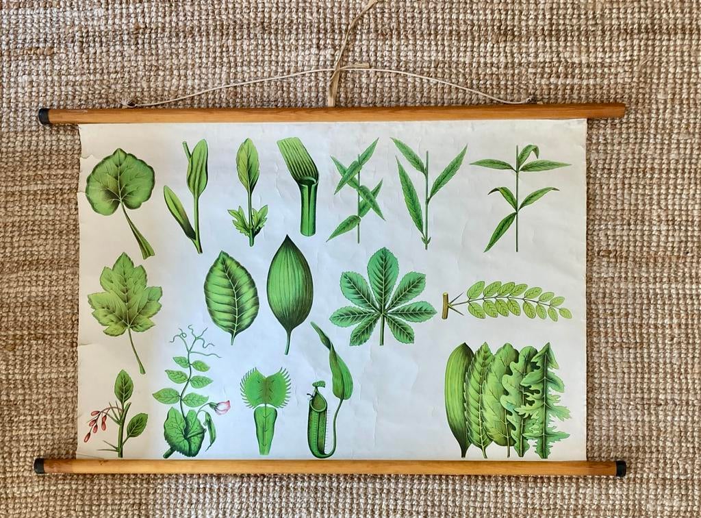 Vintage botanische schoolkaart 'morfologie het blad', Antiek en Kunst, Ophalen, Natuur en Biologie