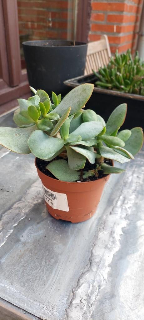 Crassula arborescens, Huis en Inrichting, Ophalen of Verzenden