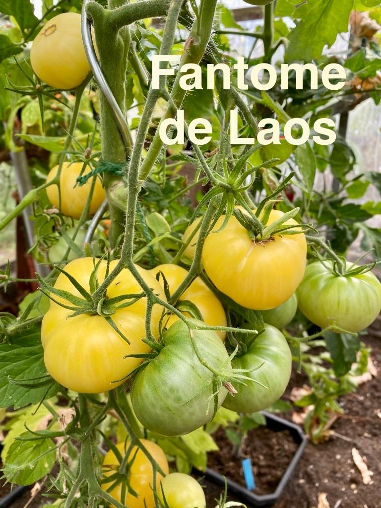 Large gamme de graines de tomates inhabituelles, Jardin & Terrasse, Bulbes & Semences, Envoi, Printemps, Plein soleil, Graine