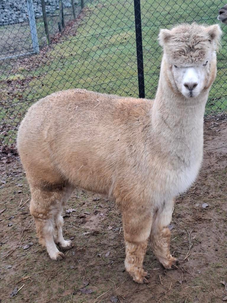 Alpacamerrie te koop, Dieren en Toebehoren, Overige Dieren, Juni, Vrouwelijk