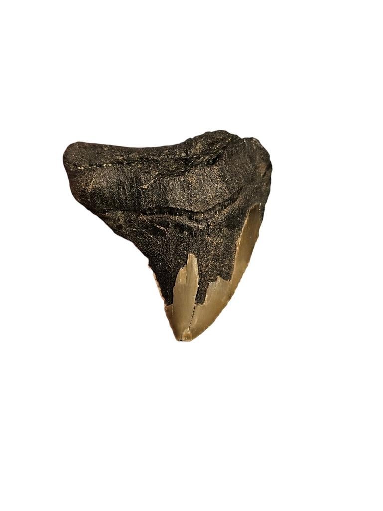 Prachtige megalodon tand uit hoevenen 4,7 cm, Verzamelen, Mineralen en Fossielen, Ophalen of Verzenden, Fossiel