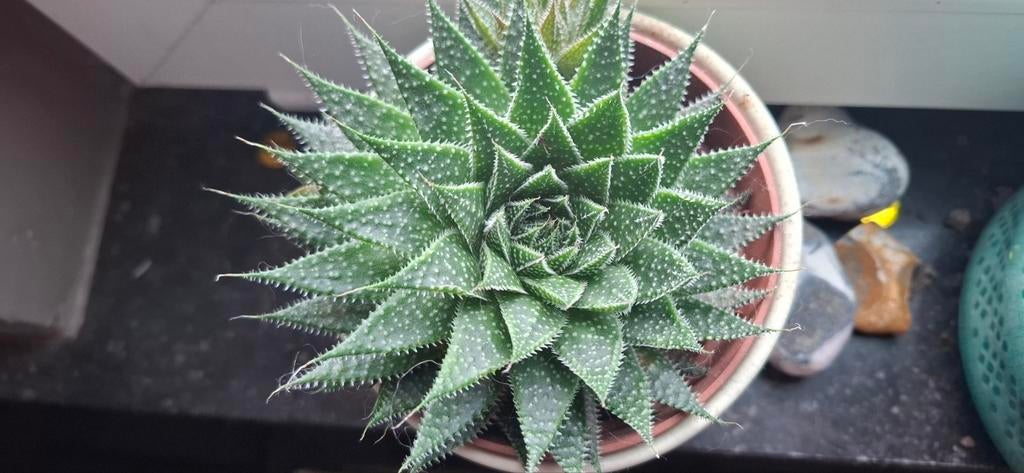 Aristaloe Aristata 10 cm met pot, Maison & Meubles, Plantes d'intérieur, Plante succulente, En pot, Plein soleil, Plante à fleurs