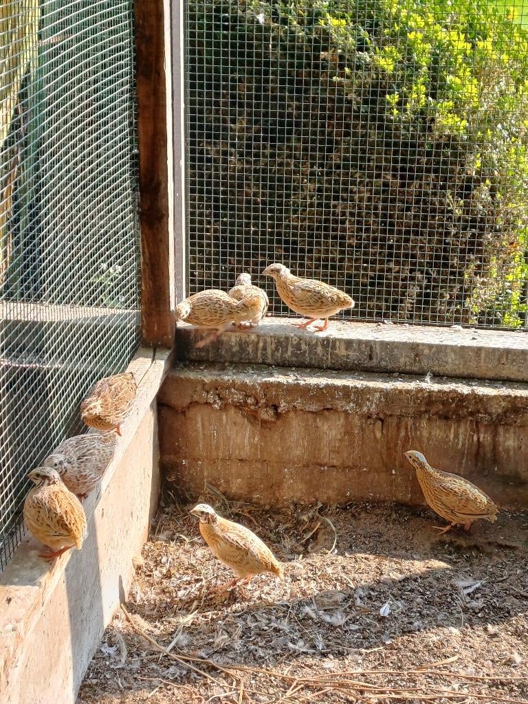 inlandse kwartels, Plusieurs animaux, Autres espèces