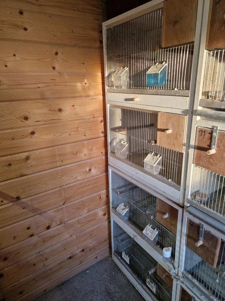 Kweekkooi, Enlèvement ou Envoi