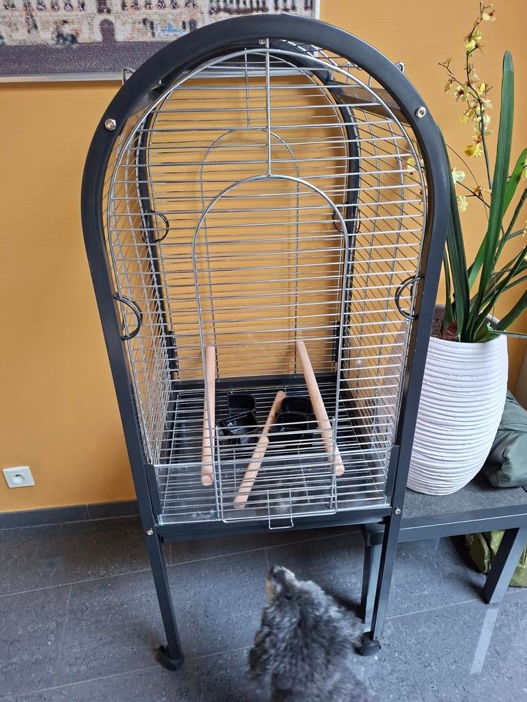 Papegaai kooi, Ophalen