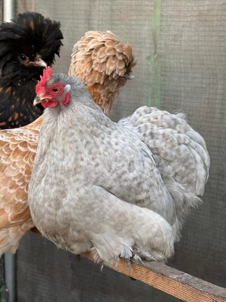 Broedeieren cochin kriel parelgrijs koekoek, Dieren en Toebehoren, Geslacht onbekend, Kip