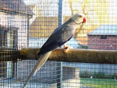 halsbanden 2025, Meerdere dieren, Parkiet, Geringd