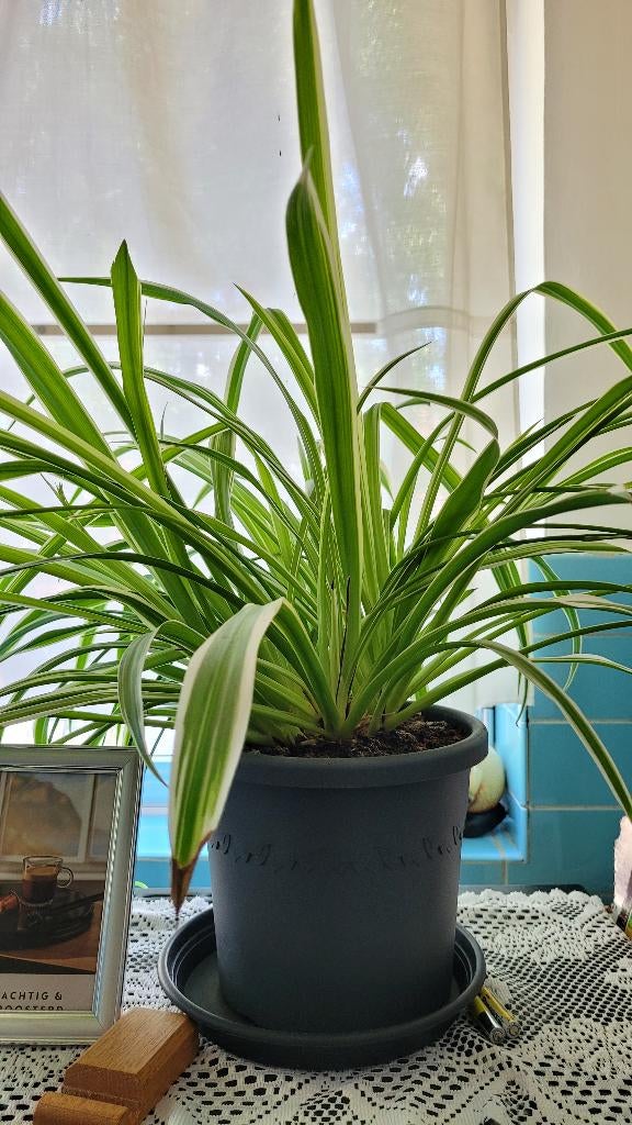 Spider Plant (spinnenplant), Huis en Inrichting, Kamerplanten, Ophalen, Overige soorten, Halfschaduw, In pot