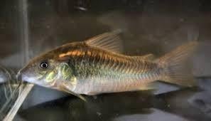 Corydoras Schult a dit 4/5 cm, Poisson, Poisson d'eau douce, Banc de poissons