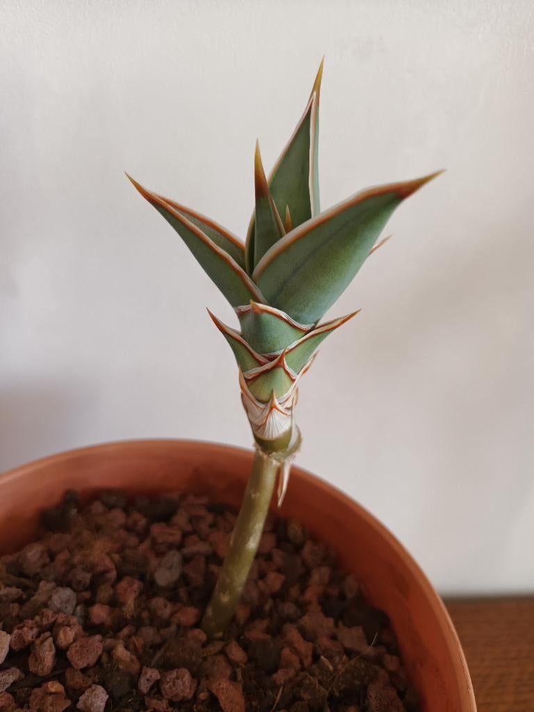 Sansevieria pinguicula, Maison & Meubles, Plantes d'intérieur, Plante succulente, Moins de 100 cm, Plante verte, Plein soleil