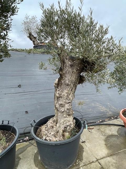 Olijfboom, Tuin en Terras, Planten | Bomen, Lente, 100 tot 250 cm, Olijfboom, Ophalen