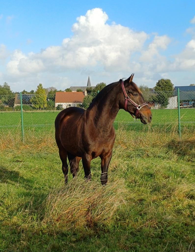 Paard Andalusiër (PRE) ruin te koop, Dieren en Toebehoren, Paarden, Ruin, Niet van toepassing, 160 tot 165 cm, 11 jaar of ouder