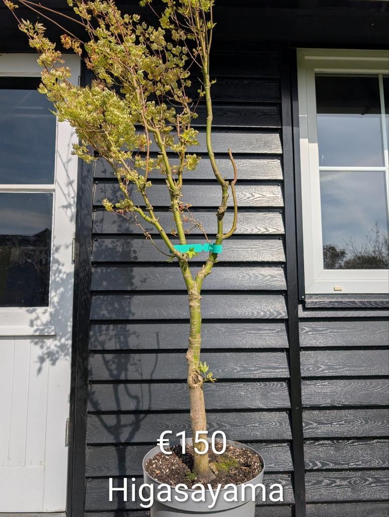 Acer palmatum Higasayama Japanse esdoorn. Bijzonder blad!, Tuin en Terras, Planten | Bomen, Ophalen