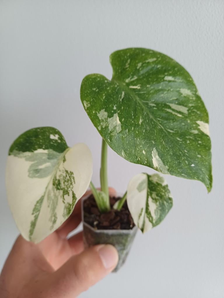 Monstera thai'con crème brûlée, Huis en Inrichting, Kamerplanten, Overige soorten, Minder dan 100 cm, Groene kamerplant, Halfschaduw
