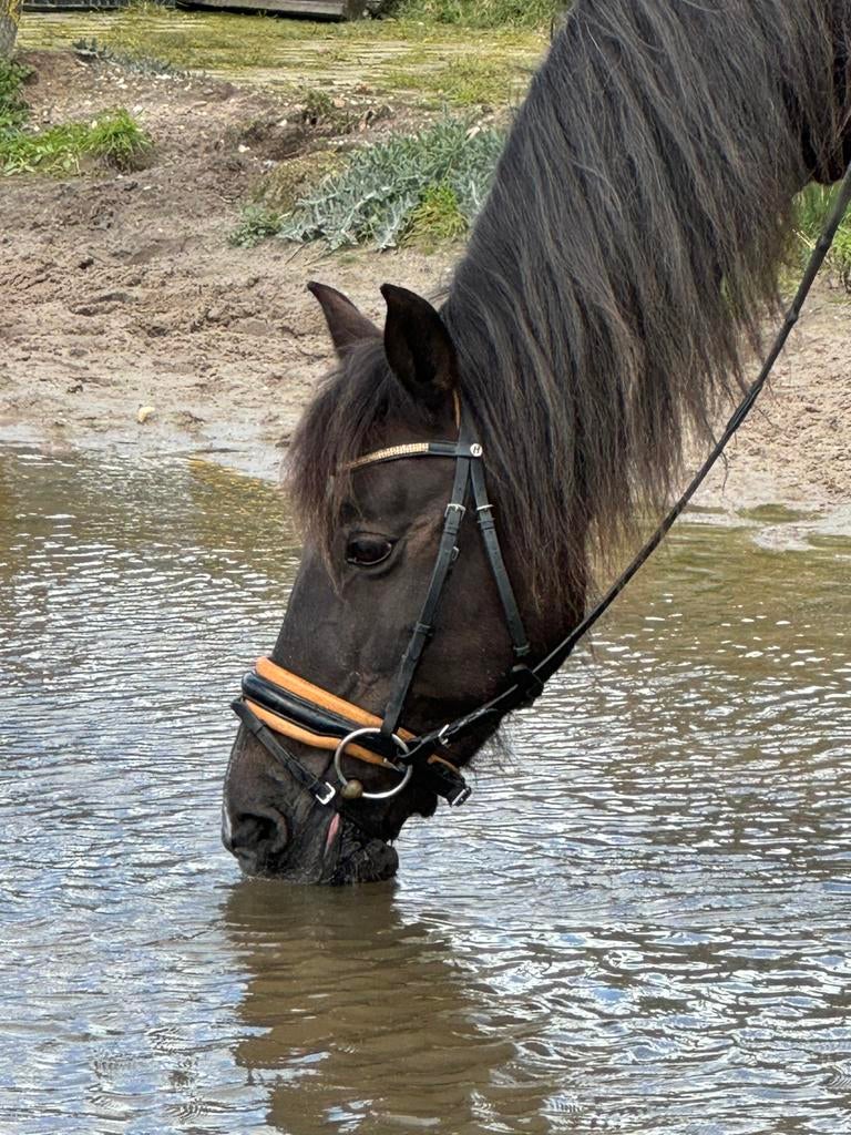 Lieve pony, Dieren en Toebehoren, Pony's, Merrie, 11 jaar of ouder, Recreatiepony, D pony (1.37m tot 1.48m)