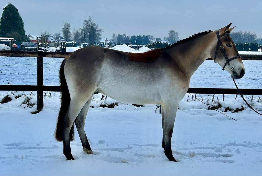 Gezocht brave pony’s