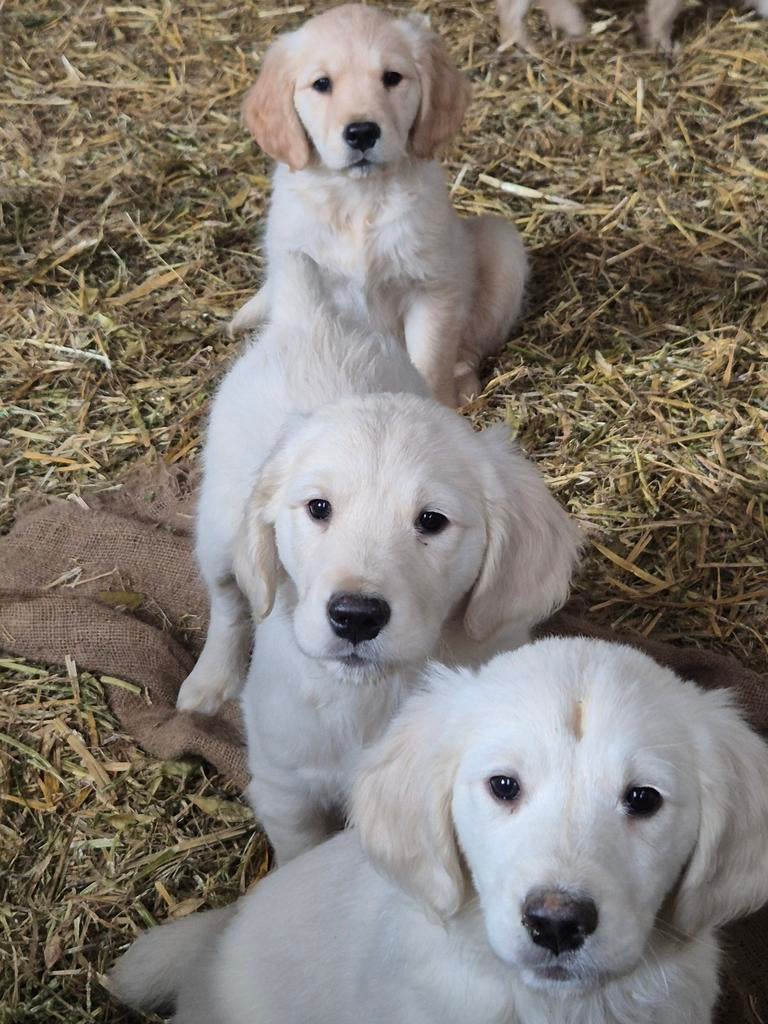 Golden Retriever pups, Dieren en Toebehoren, Honden | Retrievers, Spaniëls en Waterhonden, België, Fokker | Hobbymatig, 8 tot 15 weken