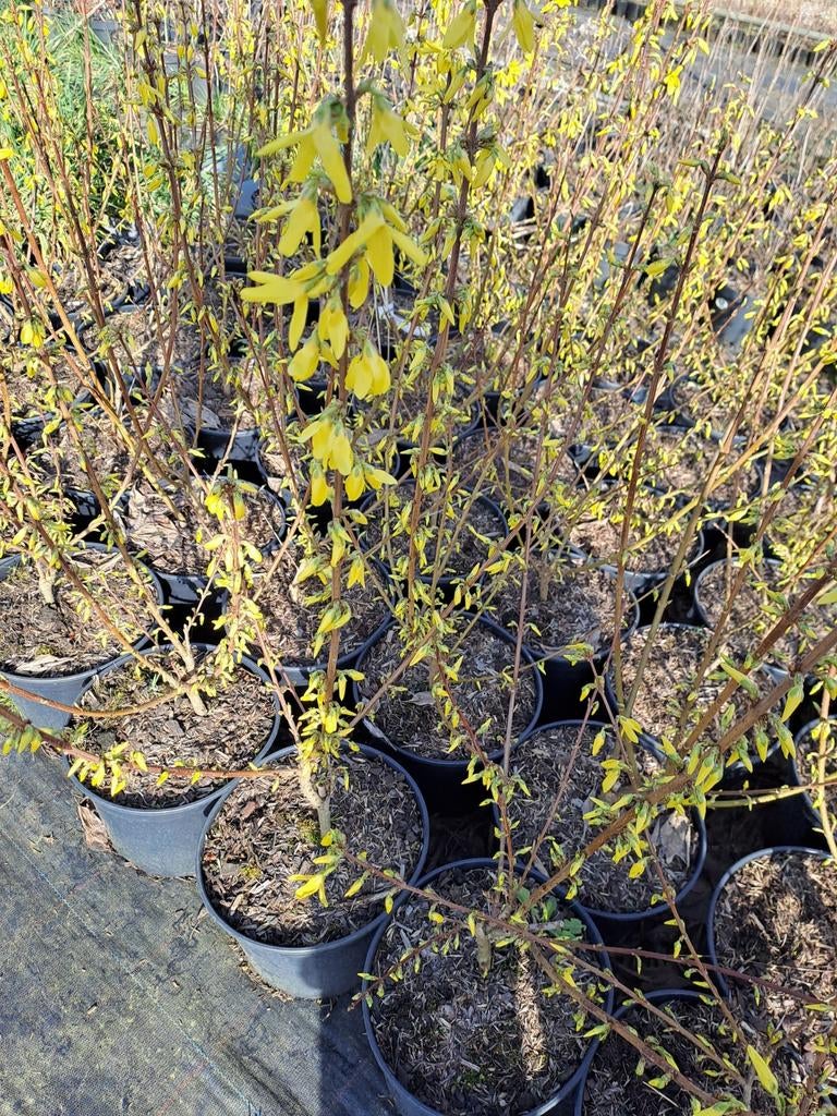 Forsythia, Jardin & Terrasse, Enlèvement