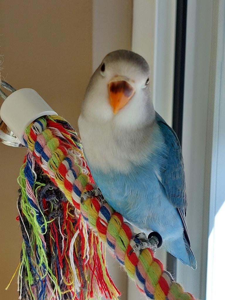 Jonge agapornis fischerie zoekt nieuwe thuis, Dieren en Toebehoren, Vogels | Parkieten en Papegaaien, Dwergpapegaai of Agapornis