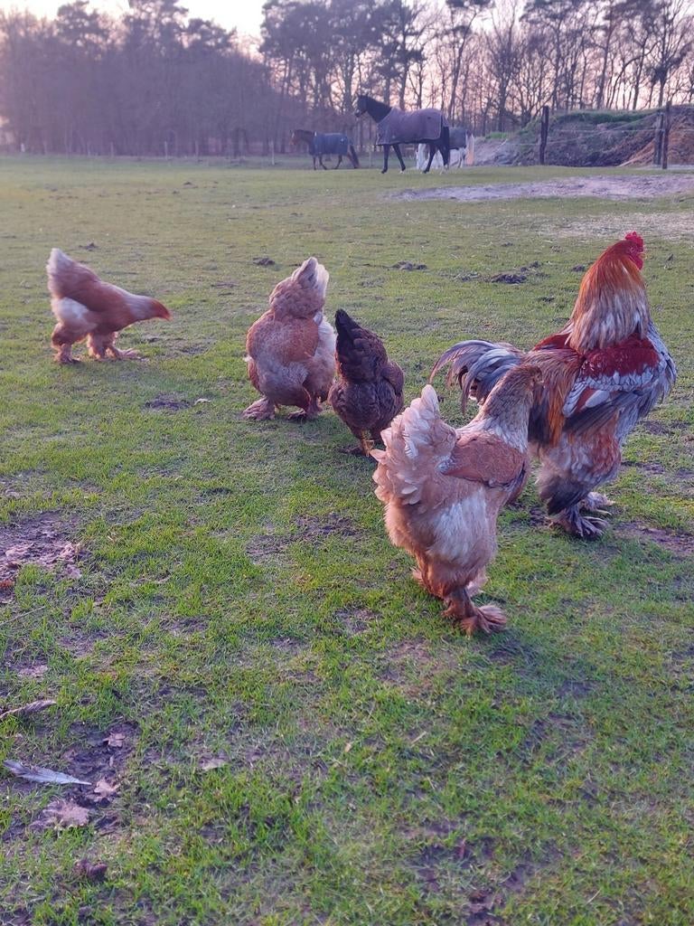 Broedeieren brahma blauwpatrijs, Dieren en Toebehoren, Pluimvee, Geslacht onbekend, Kip