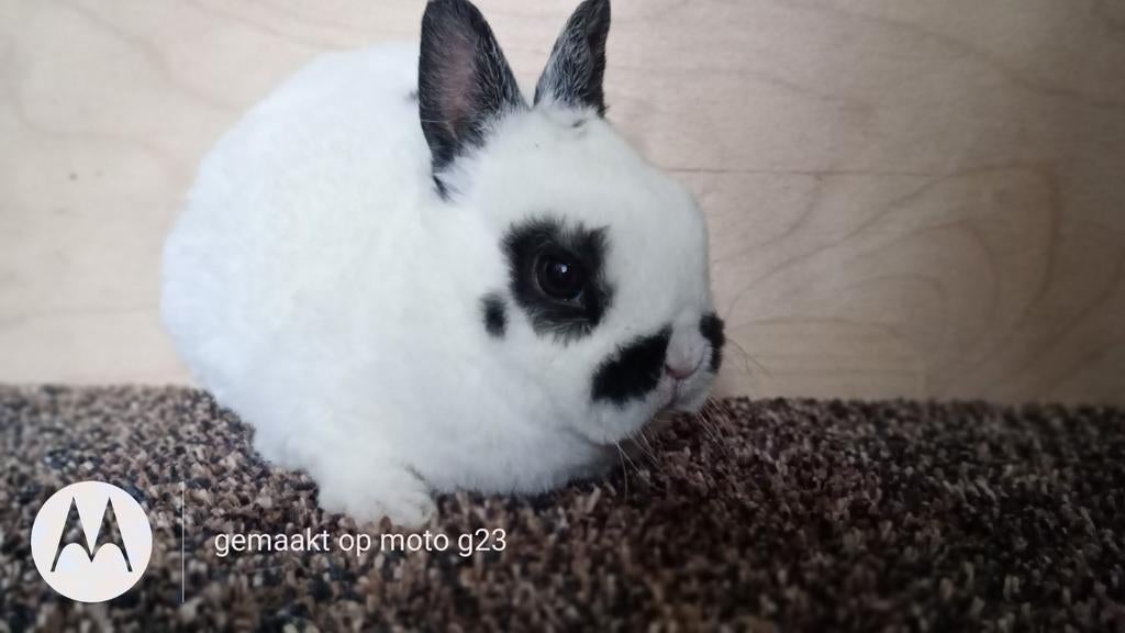 Rex dwerg voedstertje dalmatiner zwart., Dieren en Toebehoren, Vermiste en Gevonden Dieren