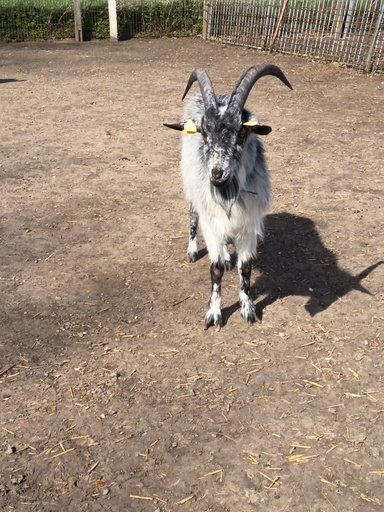 Chèvre Dekbok de Lorraine, Animaux & Accessoires, Moutons, Chèvres & Cochons