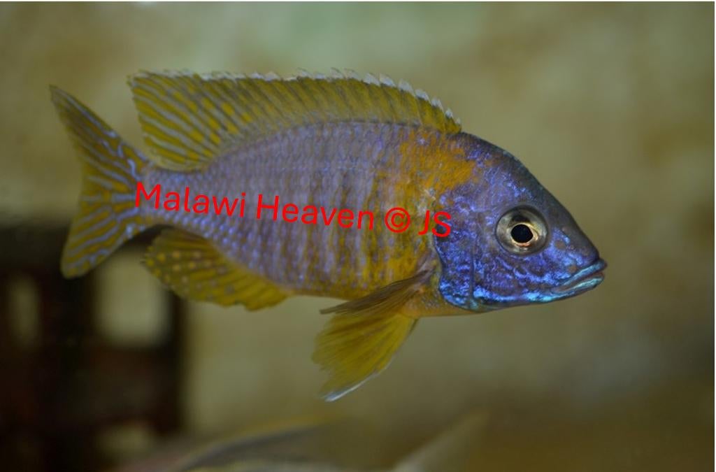 Aulonocara Kornelia Malawi Cichliden, Dieren en Toebehoren, Vissen | Aquariumvissen, Zoetwatervis, Vis, Schoolvis