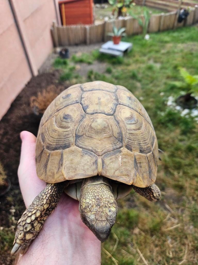 Femelles tortue de terre high yellow adulte, Dieren en Toebehoren, Reptielen en Amfibieën, Schildpad, 11 jaar of ouder