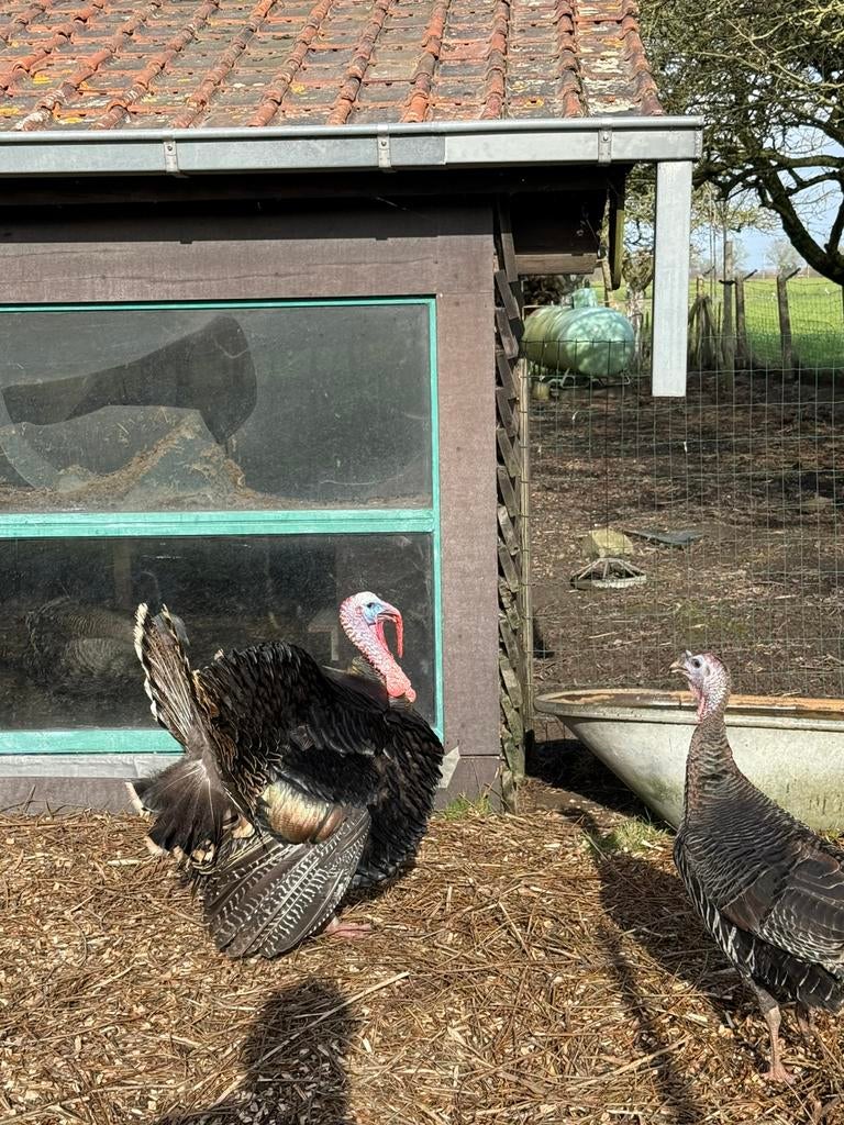 Broedeieren bronskalkoen, Dieren en Toebehoren, Pluimvee, Kalkoen