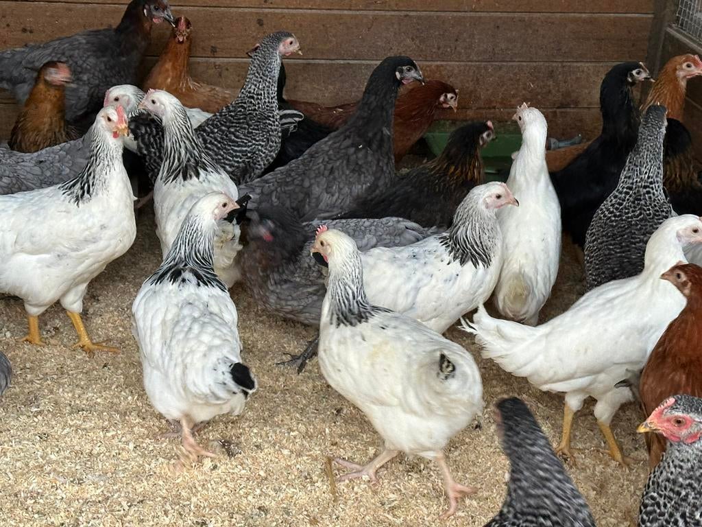 Legkippen en sierkippen vandaag 10-16uur, Dieren en Toebehoren, Pluimvee