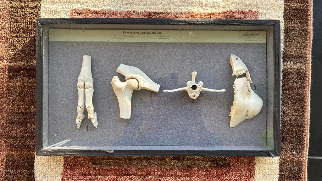 spécimens anatomiques osses mouton Heinrich Sander, Enlèvement, Comme neuf