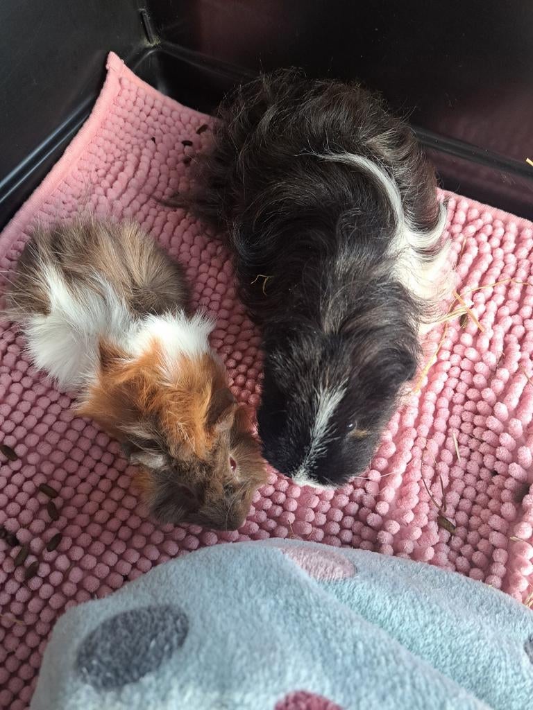 2 cavia jonge zeugjes, Dieren en Toebehoren, Knaagdieren, Cavia, Vrouwelijk, Januari, Tam