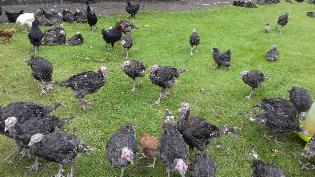 Poussins de dinde en bronze (dinde en bronze Kelly), Animaux & Accessoires, Volatiles, Sexe inconnu, Dinde