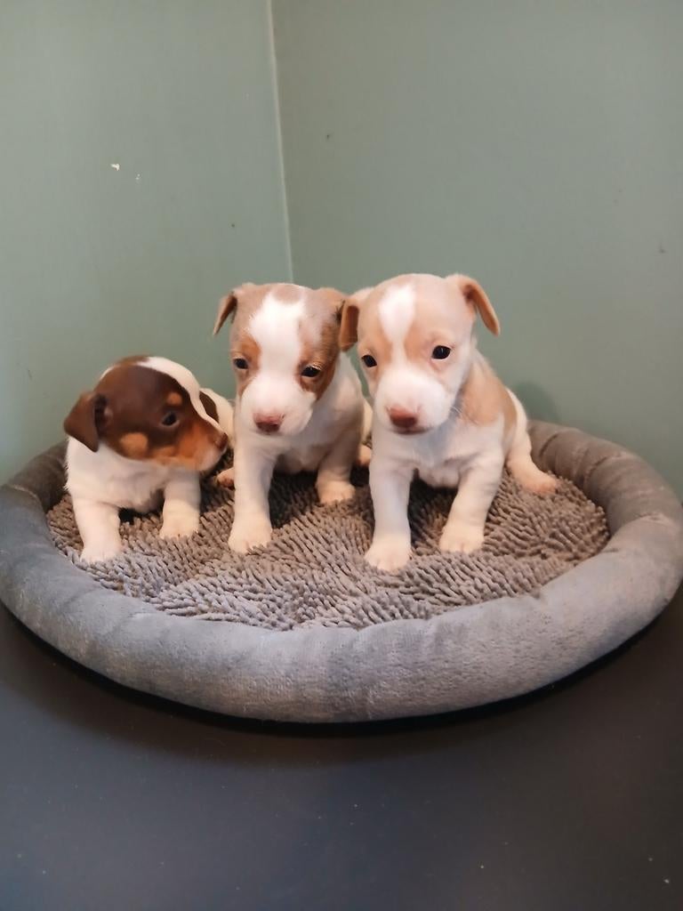 Jack Russel pupjes, Dieren en Toebehoren, Parvo, België, Jack Russell Terriër, 8 tot 15 weken