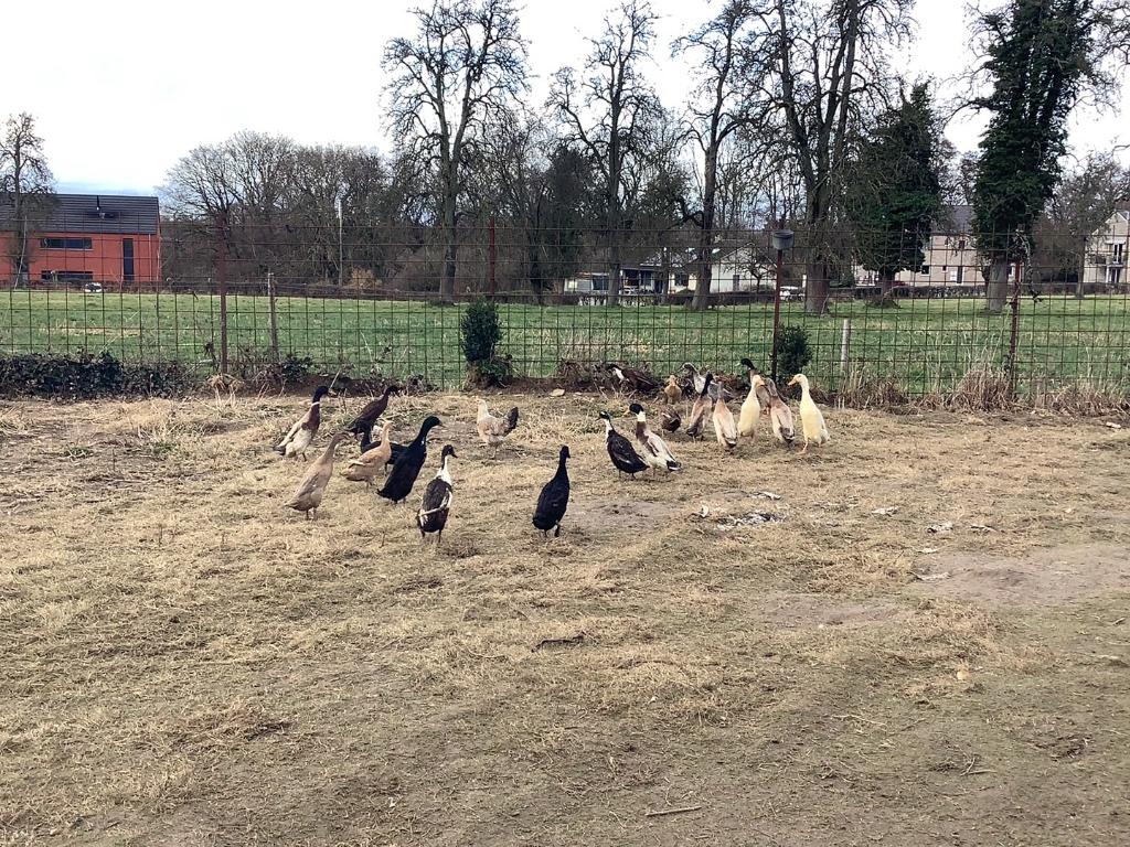 Oeufs de canards coureurs indiens féconder à vendre, Enlèvement, Neuf