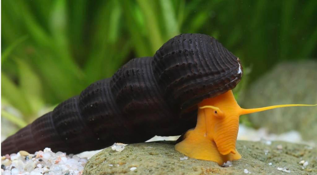 Tylomelania Sulawesi Golden L/XL - Slak (levendbarend), Dieren en Toebehoren, Vissen | Aquariumvissen, Slak of Weekdier, Zoetwatervis