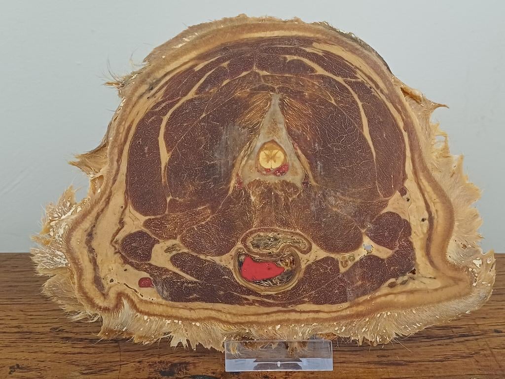 Coupe transversale d'un vrai tête de chien - Anatomie, Enlèvement ou Envoi, Utilisé, Chien ou Chat, Animal empaillé