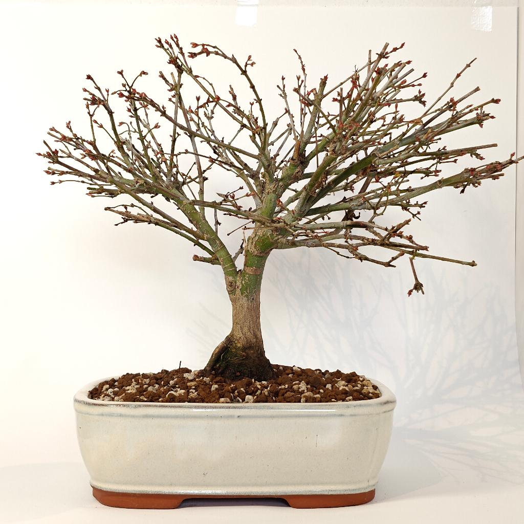 Japanse esdoorn 'Kiyohime' bonsai, Jardin & Terrasse, Plantes | Arbres, Autres espèces, Moins de 100 cm, Ombre partielle, Ne fleurit pas