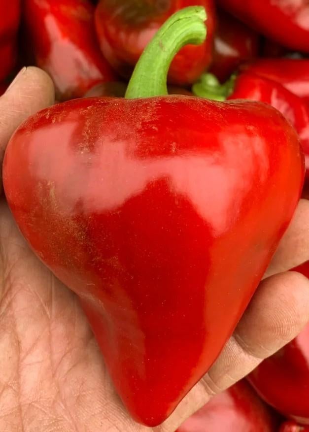 Lesya paprika - grote kaboutermuts - 5 zaden, Verzenden, Voorjaar, Volle zon, Zaad