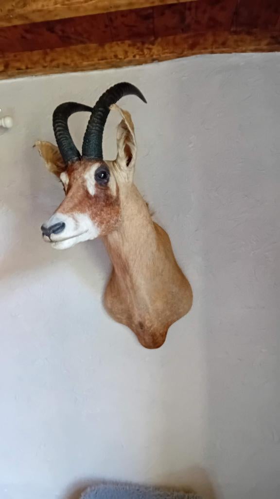 Grande tête en peluche de ROAN ANTILOPE, Enlèvement, Comme neuf, Animal sauvage, Animal empaillé