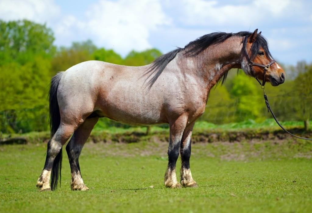 Welsh A dekhengst, bruin roan - te huur, Dieren en Toebehoren, Hengst