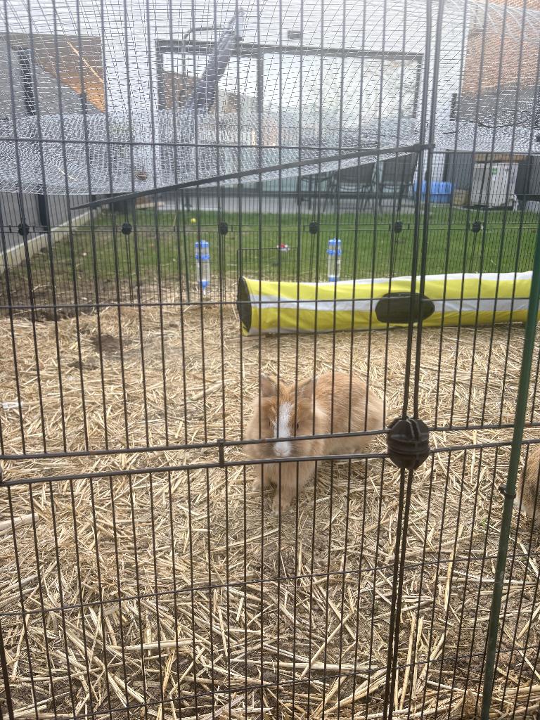 Dwergkonijnen + toebehoren, Meerdere dieren, Dwerg, 3 tot 5 jaar